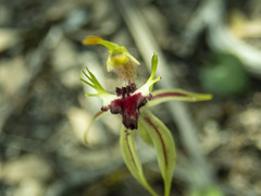 Caladenia parva