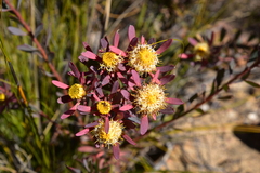 Leucadendron glaberrimum erubescens