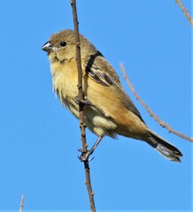 Sporophila hypoxantha