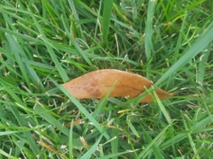 Quercus imbricaria