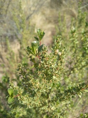 Baccharis flabellata