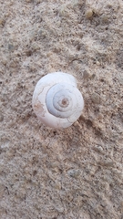 Xeropicta derbentina