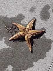 Asterias amurensis