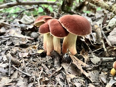Lanmaoa pseudosensibilis