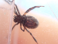 Steatoda incomposita