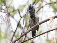Sakesphorus canadensis