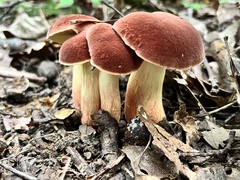Lanmaoa pseudosensibilis
