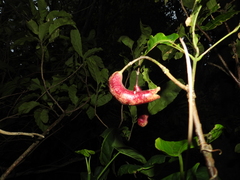 Capparidastrum frondosum