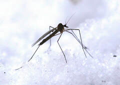 Trichocera