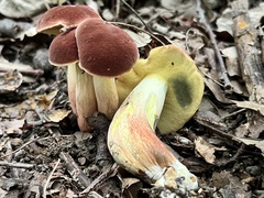 Lanmaoa pseudosensibilis