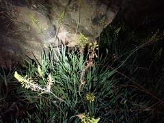 Bulbine frutescens
