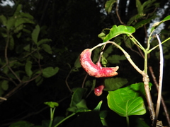 Capparidastrum frondosum