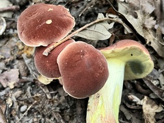 Lanmaoa pseudosensibilis