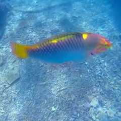 Halichoeres hortulanus