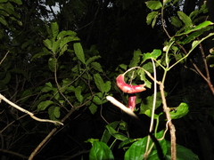 Capparidastrum frondosum