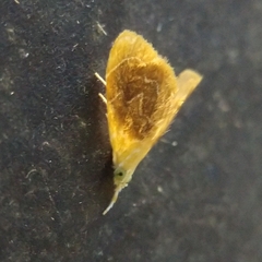 Glaphyria fulminalis