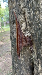 Homotrigona apicalis