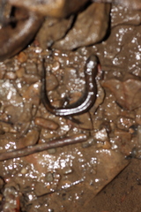 Desmognathus fuscus