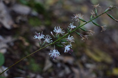 Ainsliaea macroclinidioides