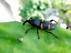 Cactophagus spinolae