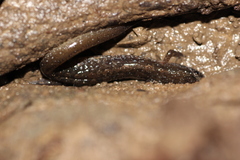 Desmognathus fuscus
