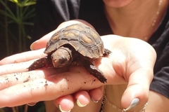 Chelonoidis denticulatus