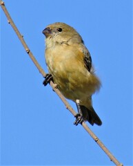 Sporophila hypoxantha