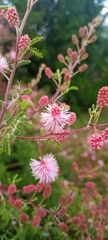 Mimosa rhodocarpa