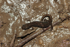 Desmognathus fuscus