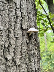 Volvariella bombycina