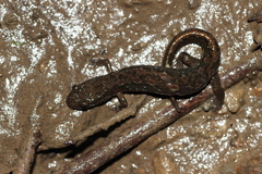 Desmognathus fuscus