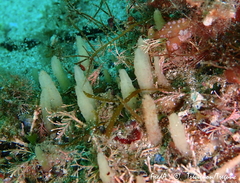 Ciocalypta penicillus