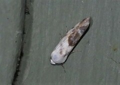 Ponometia candefacta