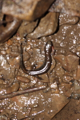 Desmognathus fuscus