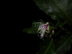 Capparidastrum frondosum