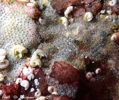 Cryptosula pallasiana