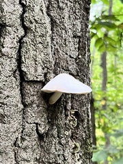 Volvariella bombycina