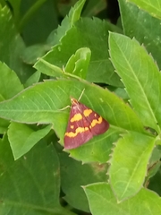 Pyrausta tyralis