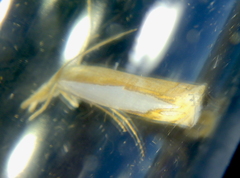 Crambus watsonellus