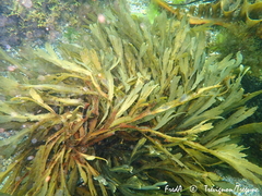 Fucus serratus
