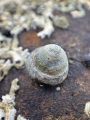 Bembicium nanum