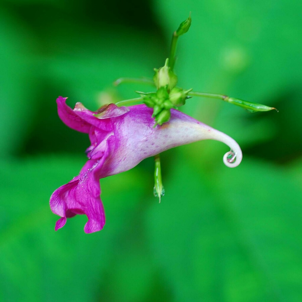 Impatiens Textorii From Millak dong Uijeongbu si Gyeonggi do South impatiens-textorii-from-millak-dong-uijeongbu-si-gyeonggi-do-south