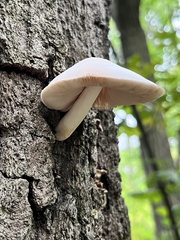 Volvariella bombycina