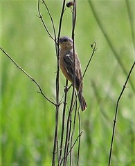 Sporophila hypoxantha