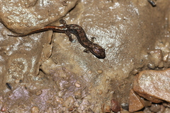 Desmognathus fuscus