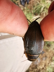 Dytiscus marginalis marginalis