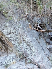 Pitangus sulphuratus