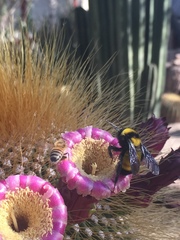 Cephalocereus polylophus