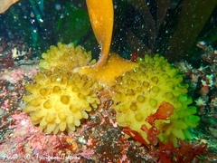 Saccorhiza polyschides