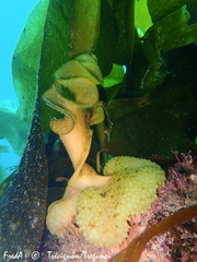 Saccorhiza polyschides